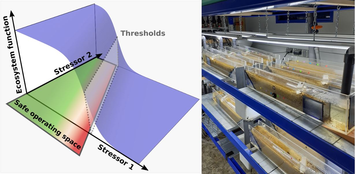 Stressor-ecosystem function responses and their investigation through stressor gradient experiments.